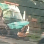 Acidente entre ônibus e ambulância na BR-101, em Campos, deixa três feridos