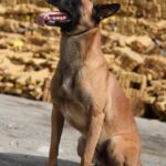 Alerj aprova Medalha Tiradentes para cão Hulk, responsável por encontrar 48 toneladas de maconha