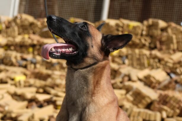 Alerj aprova Medalha Tiradentes para cão Hulk, responsável por encontrar 48 toneladas de maconha