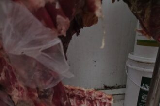 Vigilância Sanitária apreende mais de 885 kg de alimentos impróprios para consumo em supermercado de Guarus