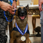 Medalha Tirandentes é entregue para Cão Hulk por atuação na maior apreensão de drogas do Rio