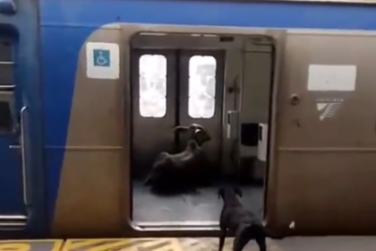 Bezerro invade estação de Japeri e assusta passageiros