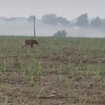 VÍDEO: Lobo-guará é flagrado na zona rural de São Francisco de Itabapoana