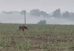 VÍDEO: Lobo-guará é flagrado na zona rual de São Francisco de Itabapoana