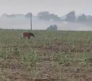 VÍDEO: Lobo-guará é flagrado na zona rural de São Francisco de Itabapoana