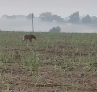 VÍDEO: Lobo-guará é flagrado na zona rural de São Francisco de Itabapoana