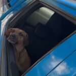 Vira-lata caramelo vira mascote de policiais e participa de patrulhamentos