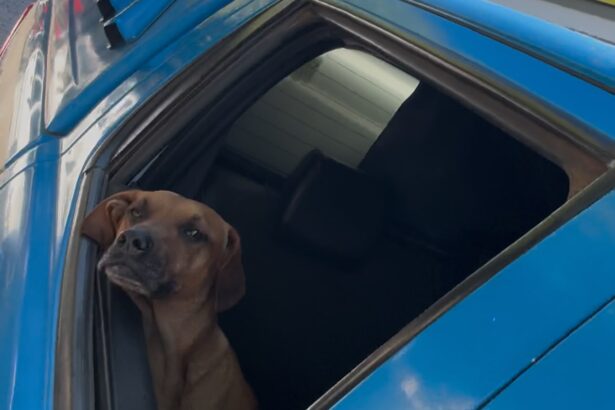 Vira-lata caramelo vira mascote de policiais e participa de patrulhamentos