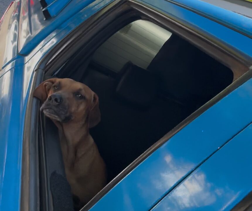 Vira-lata caramelo vira mascote de policiais e participa de patrulhamentos
