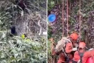 Cão que ‘pedia socorro’ após cair de encosta é resgatado por bombeiros