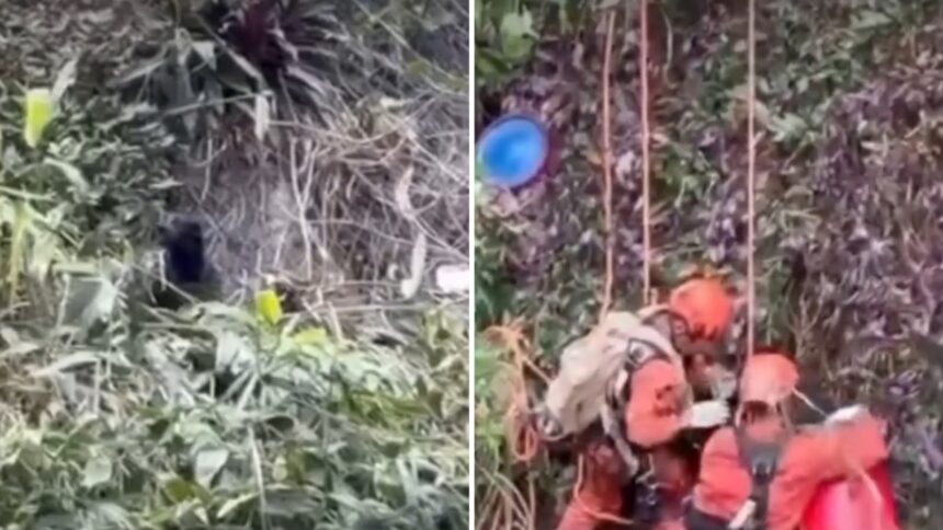 Cão que ‘pedia socorro’ após cair de encosta é resgatado por bombeiros