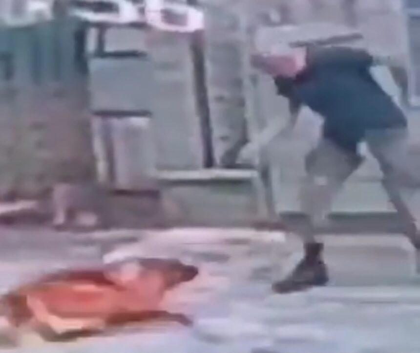 Cachorro é morto a tiros por homem que caminhava com outro cão Cachorro é morto a tiros por homem que caminhava com outro cão