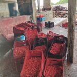 Ação de fiscalização apreende 440 kg de camarão impróprio para consumo em Campos
