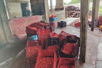 Ação de fiscalização apreende 440 kg de camarão impróprio para consumo em Campos