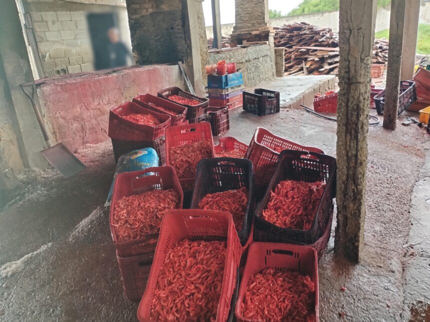 Ação de fiscalização apreende 440 kg de camarão impróprio para consumo em Campos