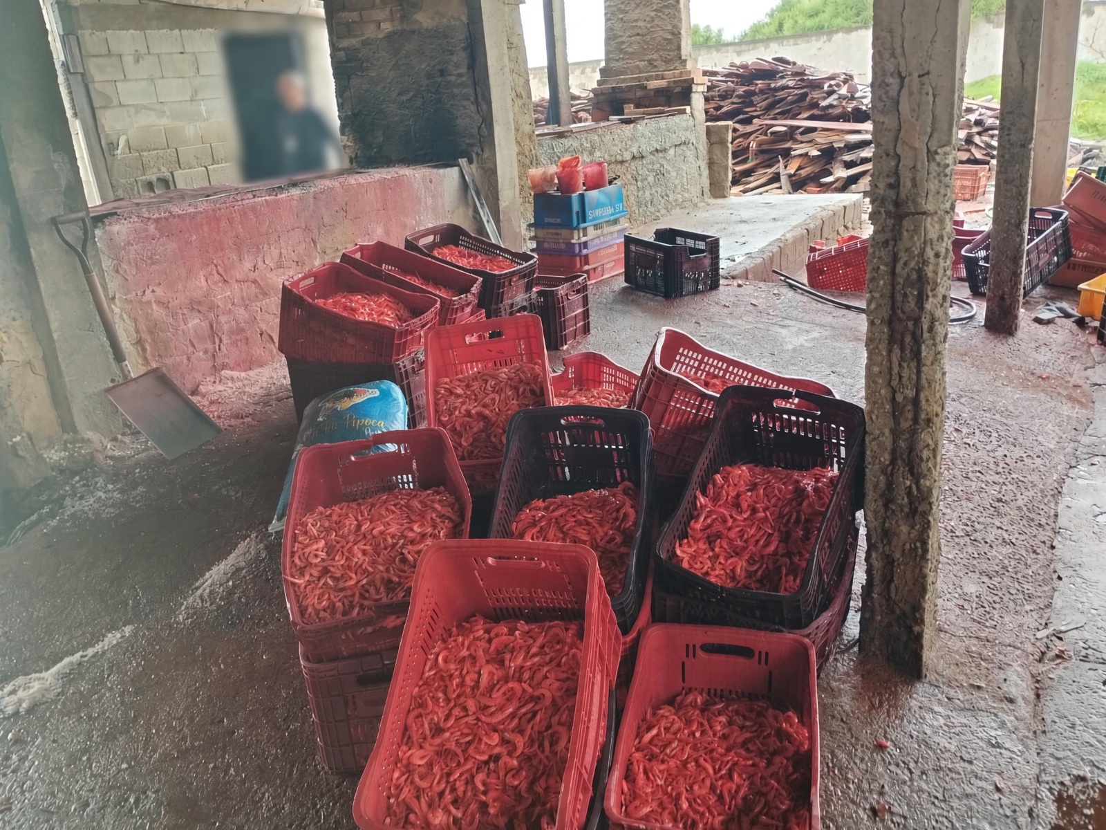 Ação de fiscalização apreende 440 kg de camarão impróprio para consumo em Campos
