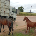 CCZ apreende 15 animais de grande porte em três dias de fiscalização em Campos