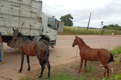 CCZ apreende 15 animais de grande porte em três dias de fiscalização em Campos
